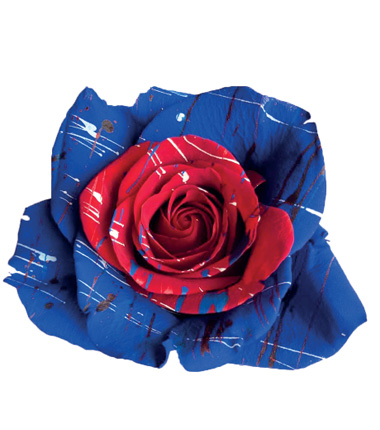 Rosa Blanca Premium