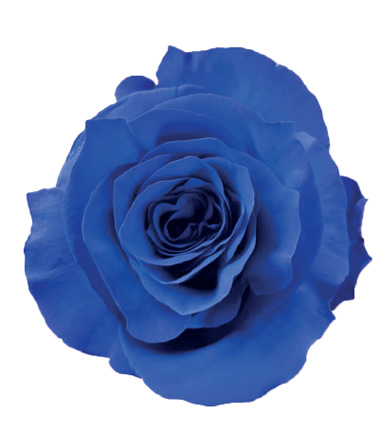 Rosa Blanca Premium