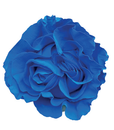 Rosa Blanca Premium