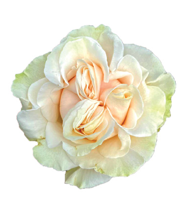 Rosa Blanca Premium