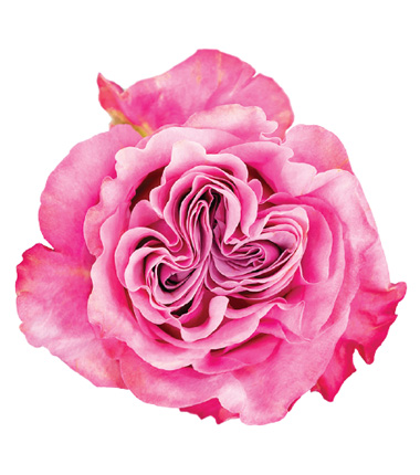 Rosa Blanca Premium