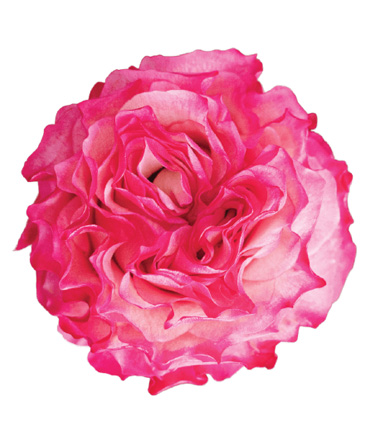 Rosa Blanca Premium