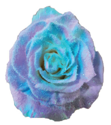 Rosa Blanca Premium