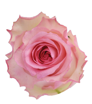 Rosa Blanca Premium