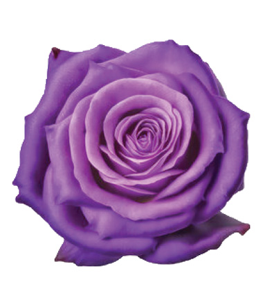 Rosa Blanca Premium