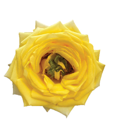Rosa Blanca Premium